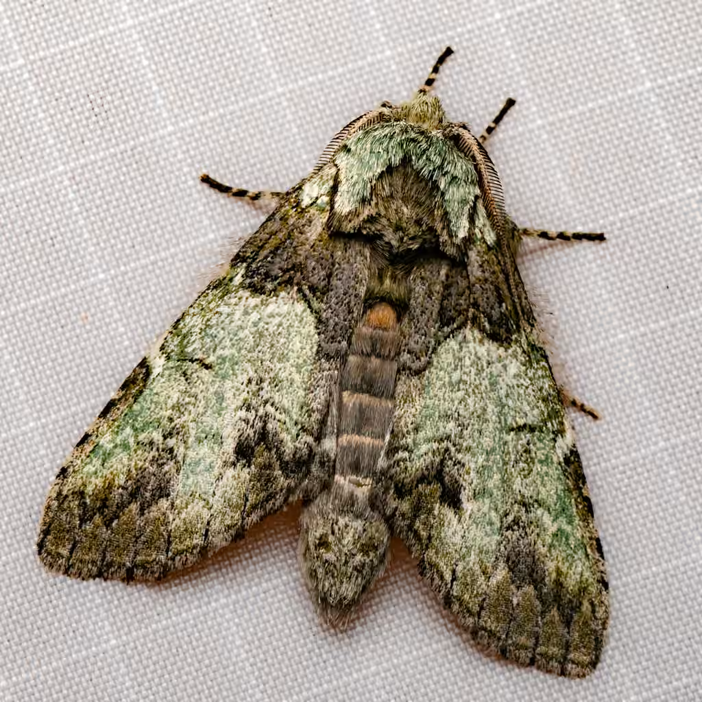 Mottled Prominent, Adulte