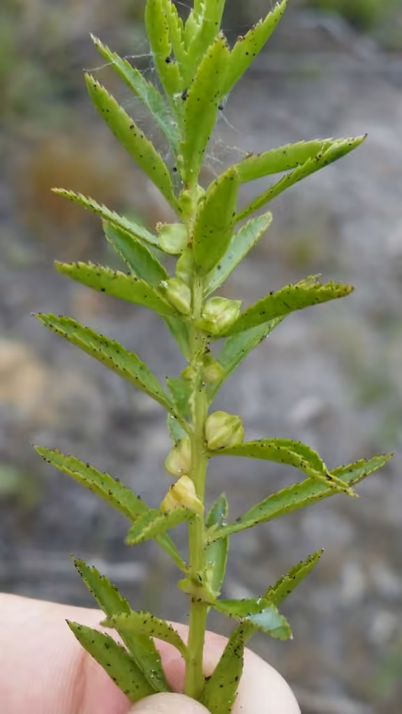 Marsh mermaid-weed, In fruit