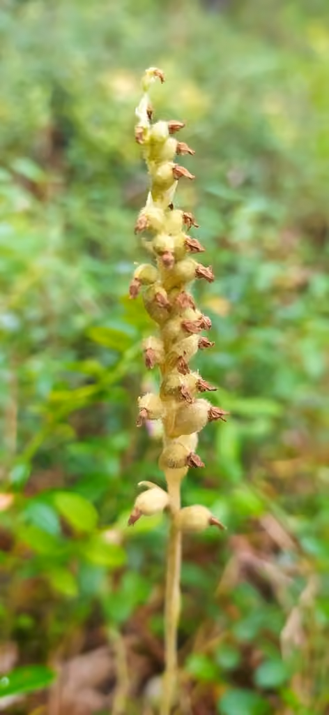 Lesser rattlesnake plantain, In fruit