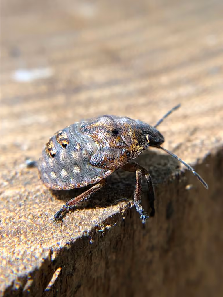 shield-backed pine seed bug, Nymph