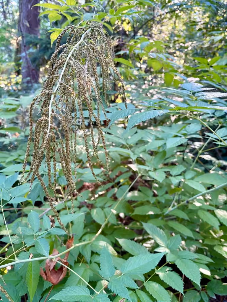Bride's feathers, In fruit