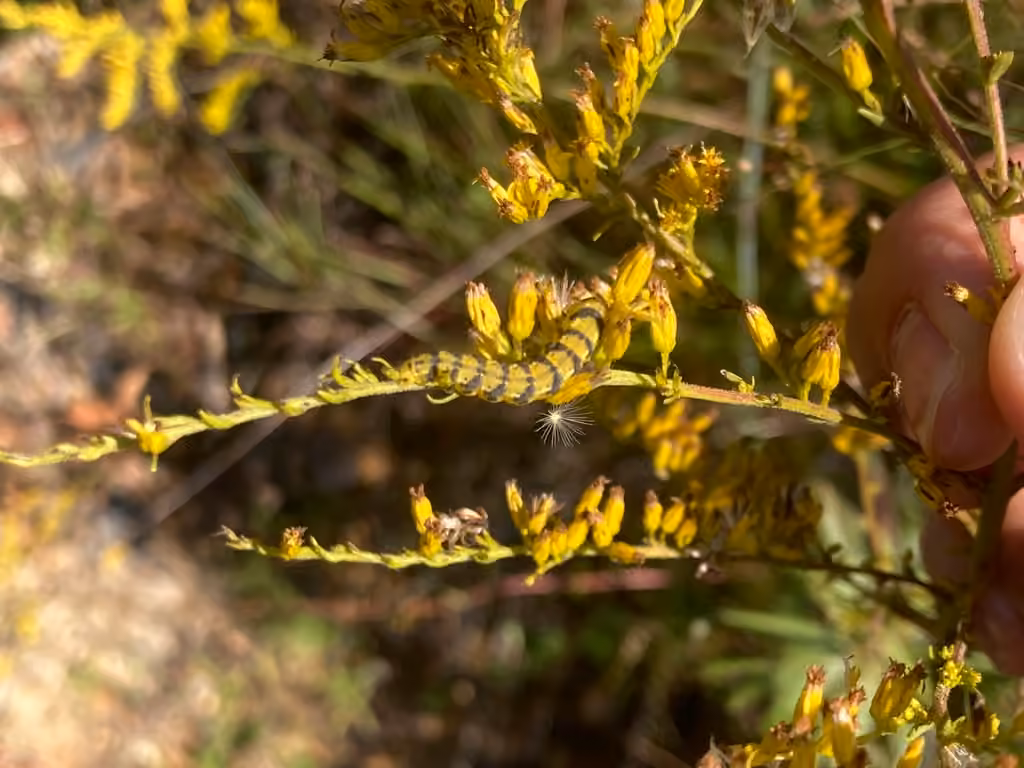 Goldenrod Flower Moth, Caterpillar
