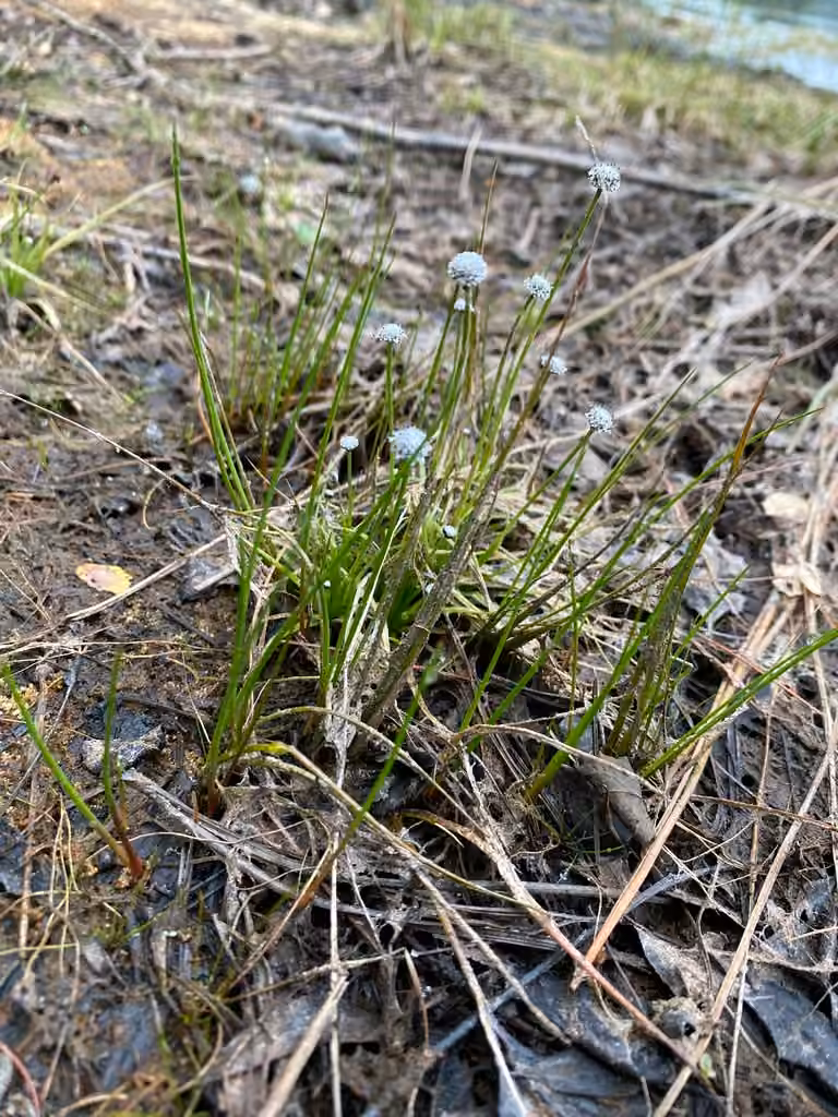 Sevenangle pipewort, Flower buds