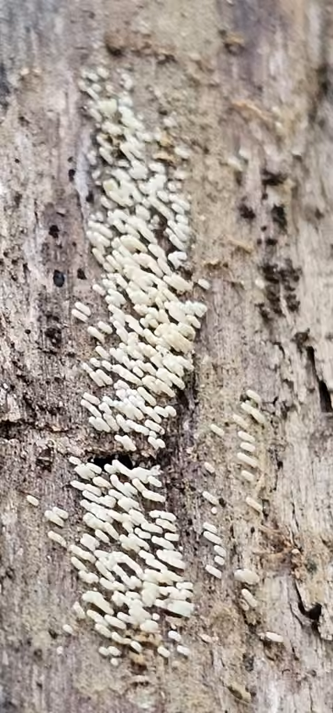 Rectipilus davidii, photo 2 sur 5
