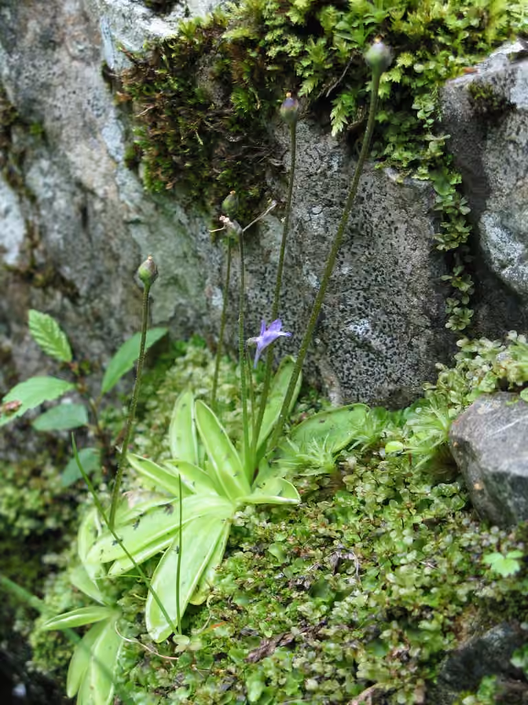 Grassette vulgaire, En fruits