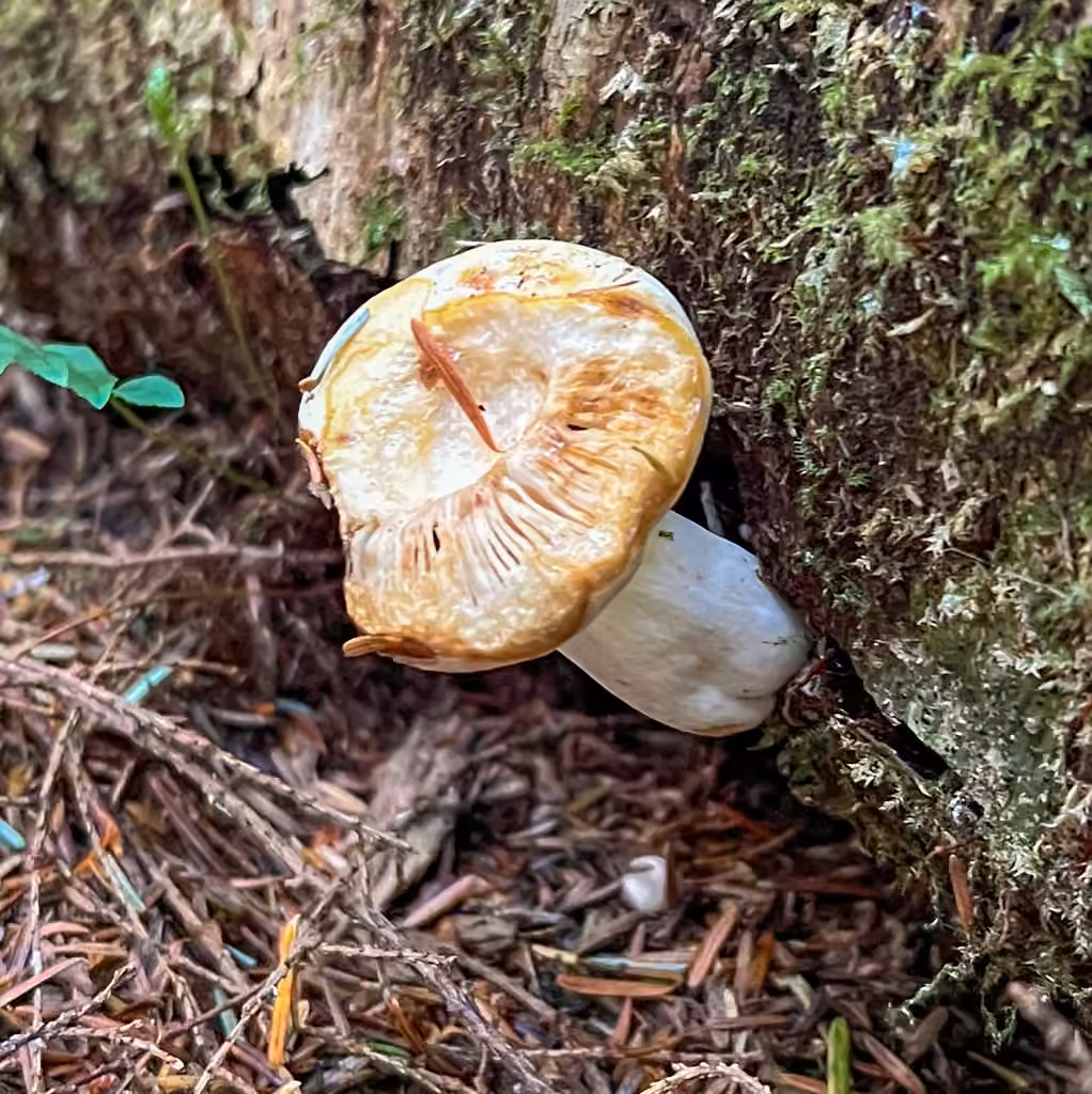 Russula crassotunicata, photo 3 sur 5