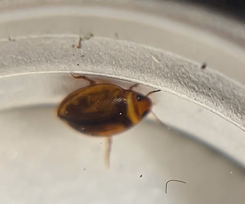 Say's Diving Beetle, Adult