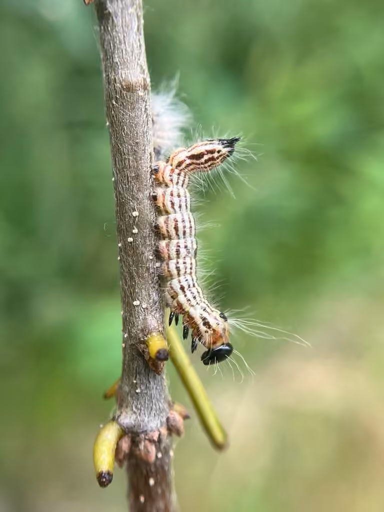 Contracted Datana Moth, Chenille