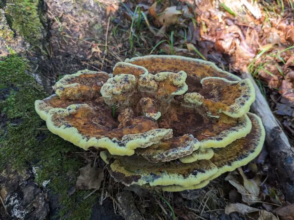 Polypore poilu, photo 2 sur 5