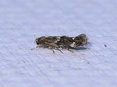 Elachista illectella, Adult