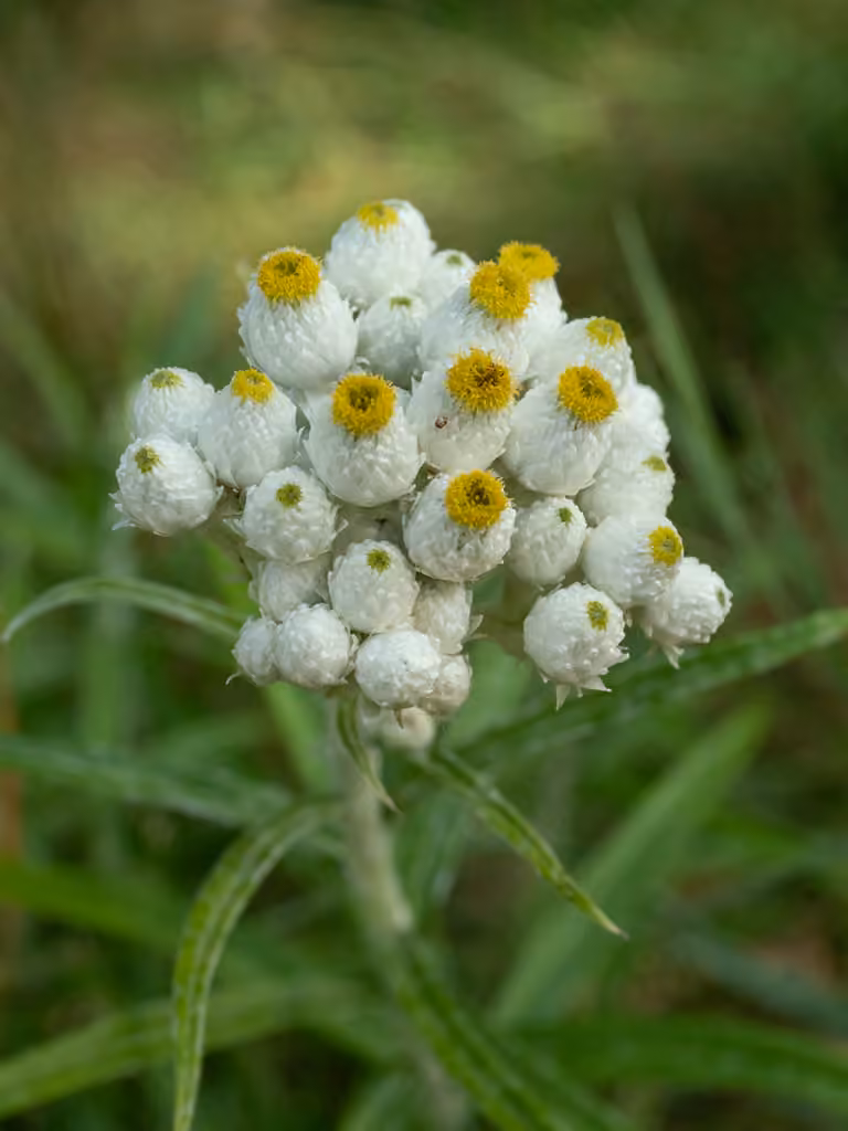 Pearly everlasting, In flower