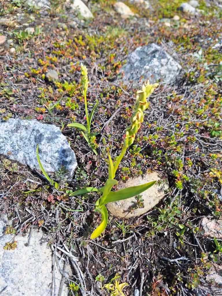 Platanthère hyperboréale, En fruits