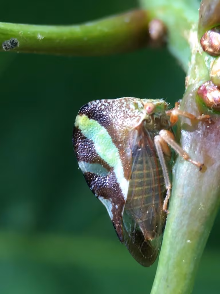 Camel Treehopper, photo 3 of 5