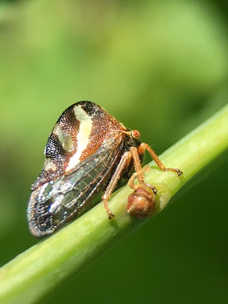 Camel Treehopper, photo 2 of 5