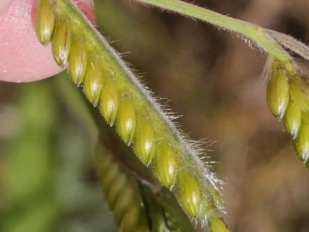 Hairy cupgrass, In fruit