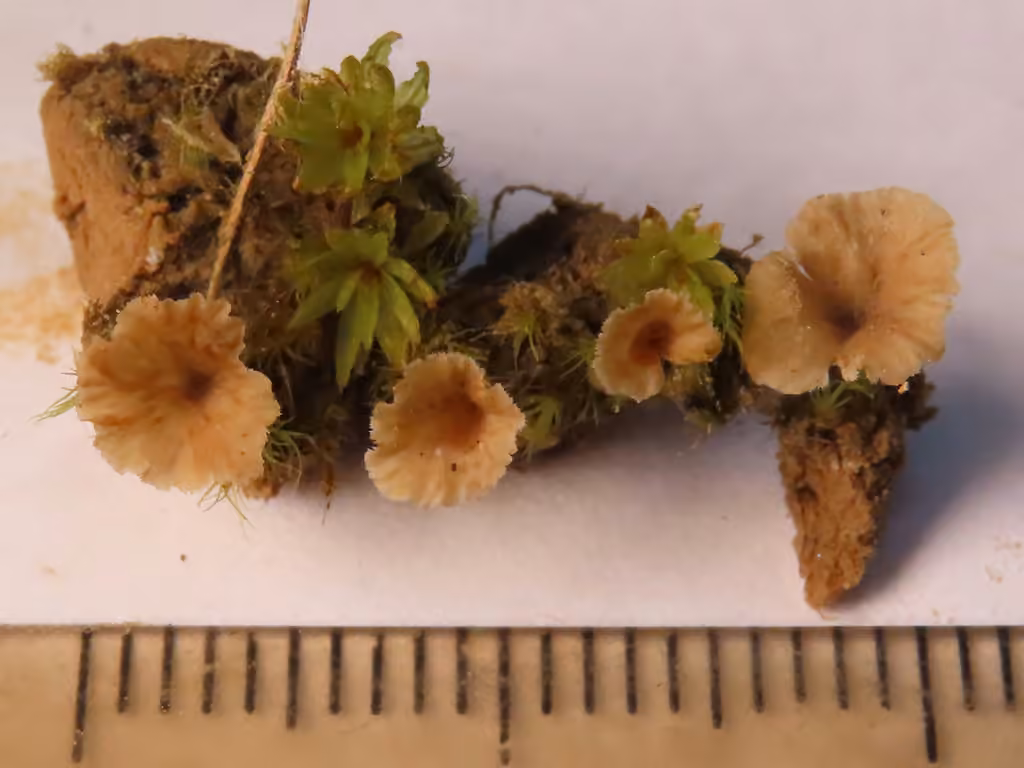 Cotylidie ondulée