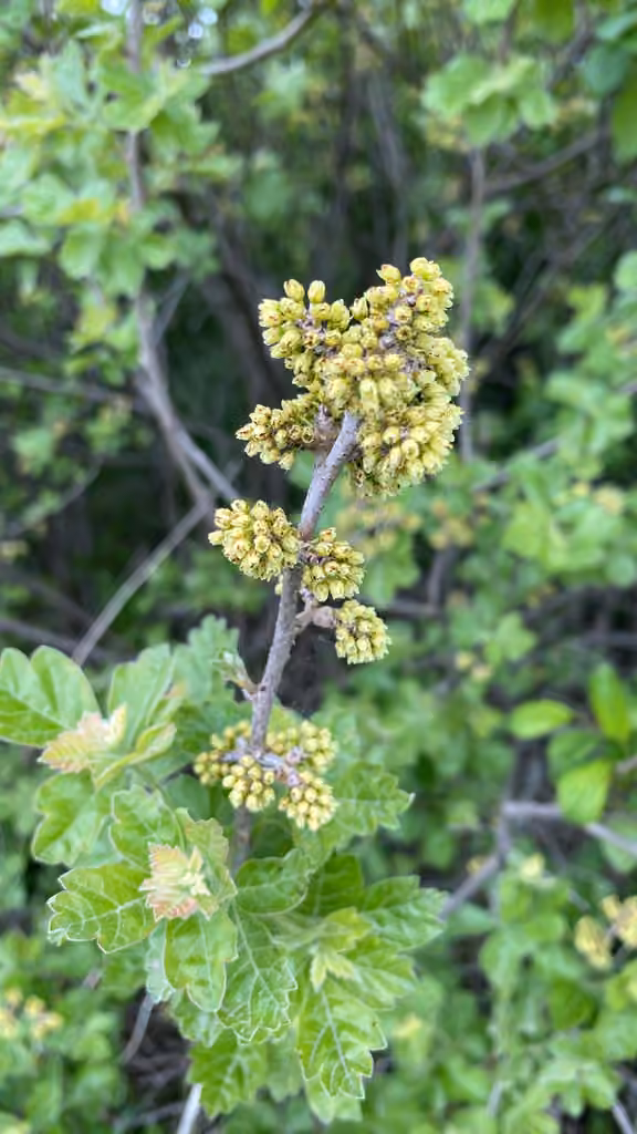 Sumac aromatique, En fleurs