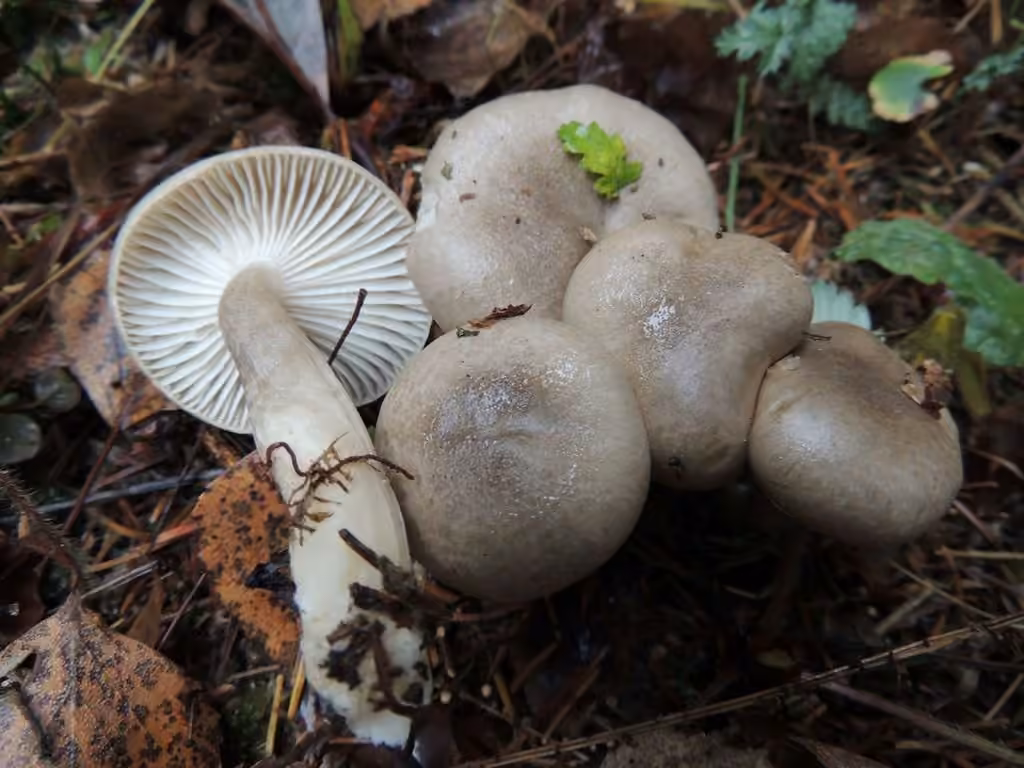 Hygrophore à odeur agréable, photo 3 sur 5