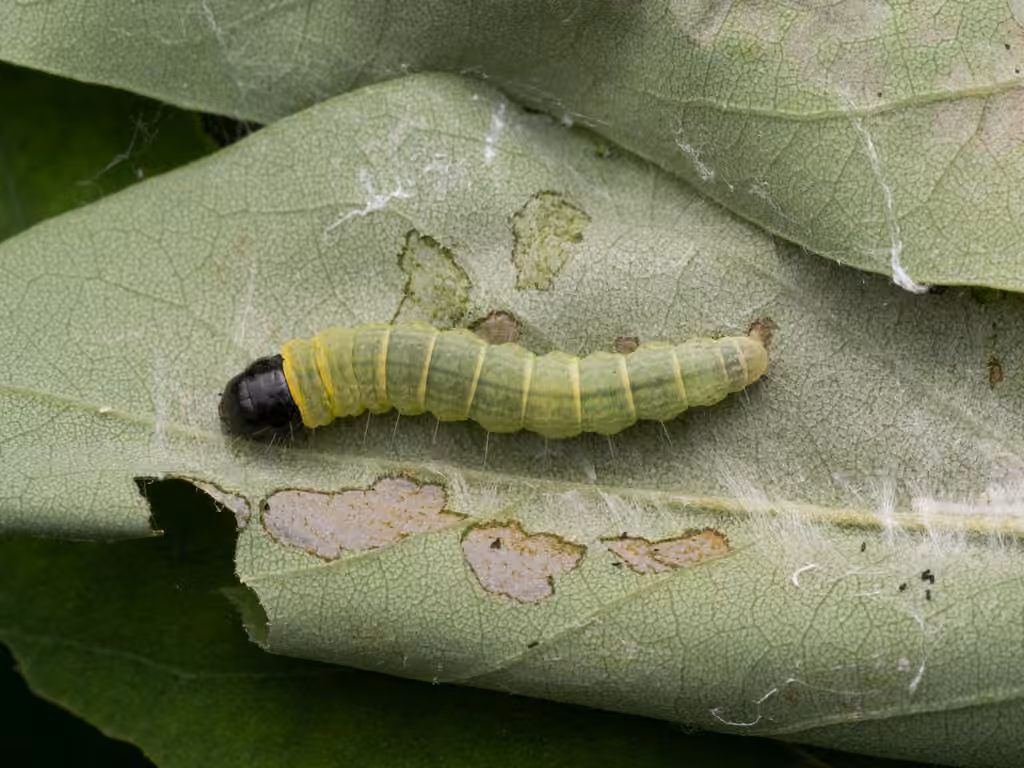 Locust Leafroller Moth, Mine