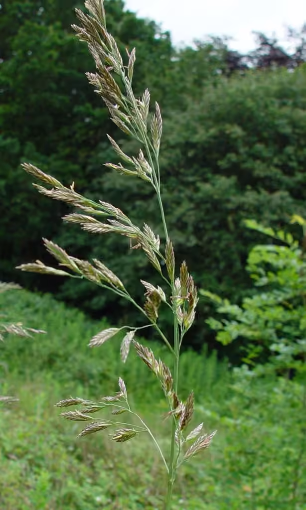 Reed fescue