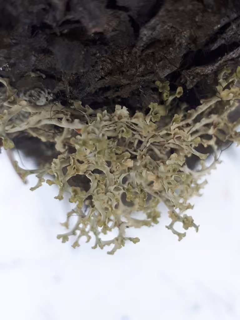 Curled Snow Lichen, photo 3 of 5