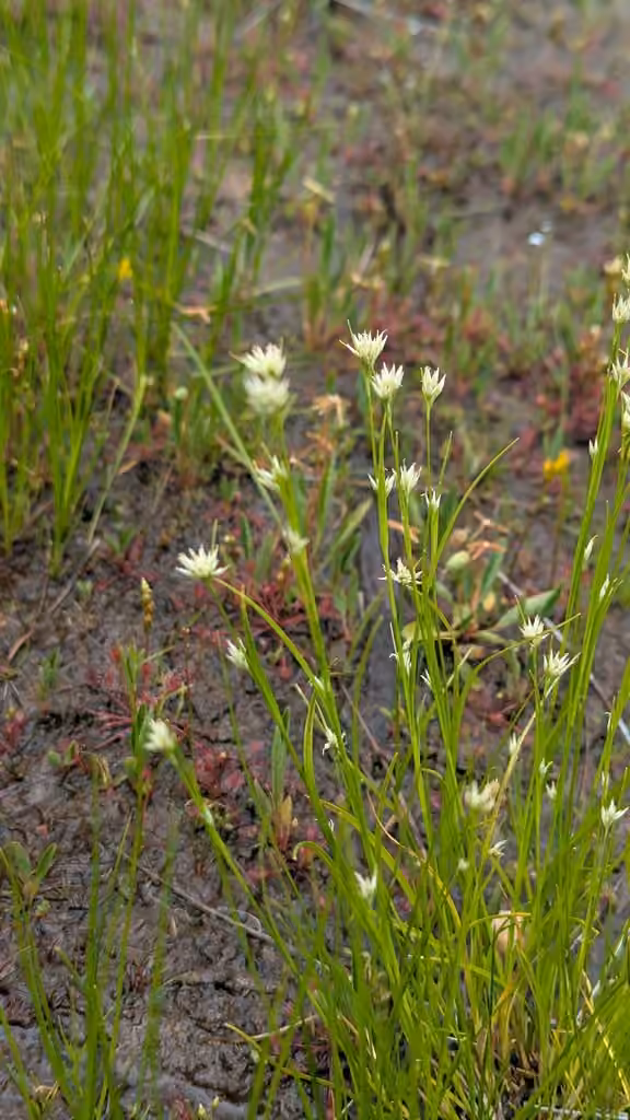 Rhynchospore blanc, En fleurs
