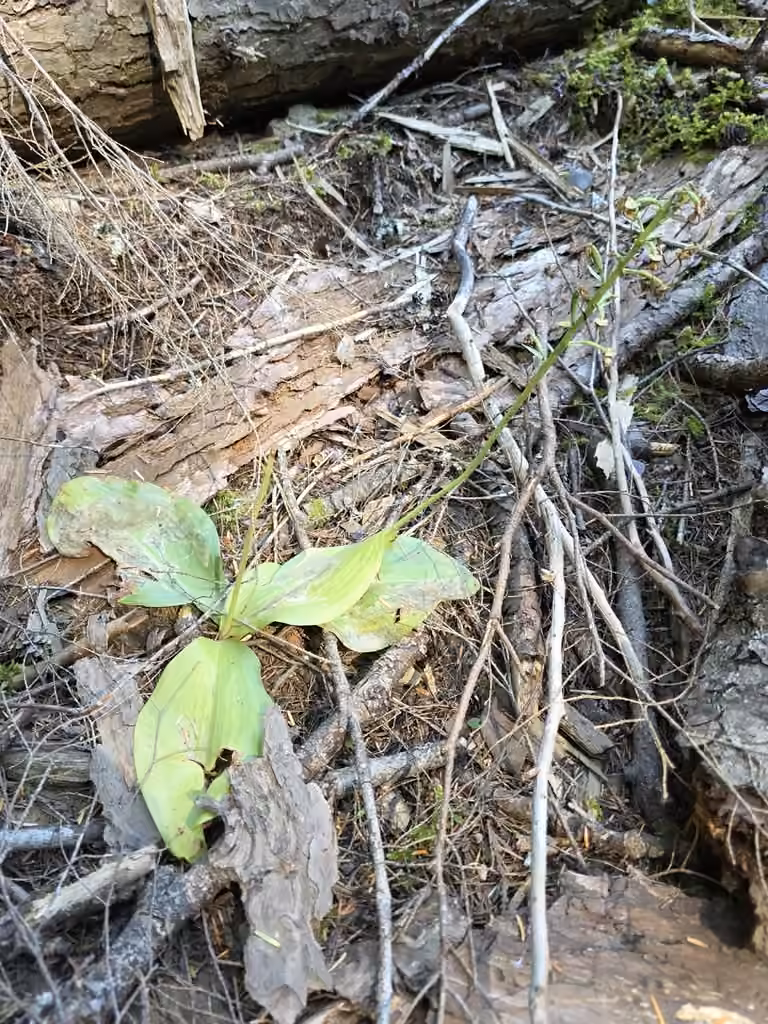 Lesser roundleaved orchid, In fruit