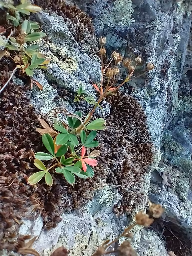 Potentille tridentée, En fruits