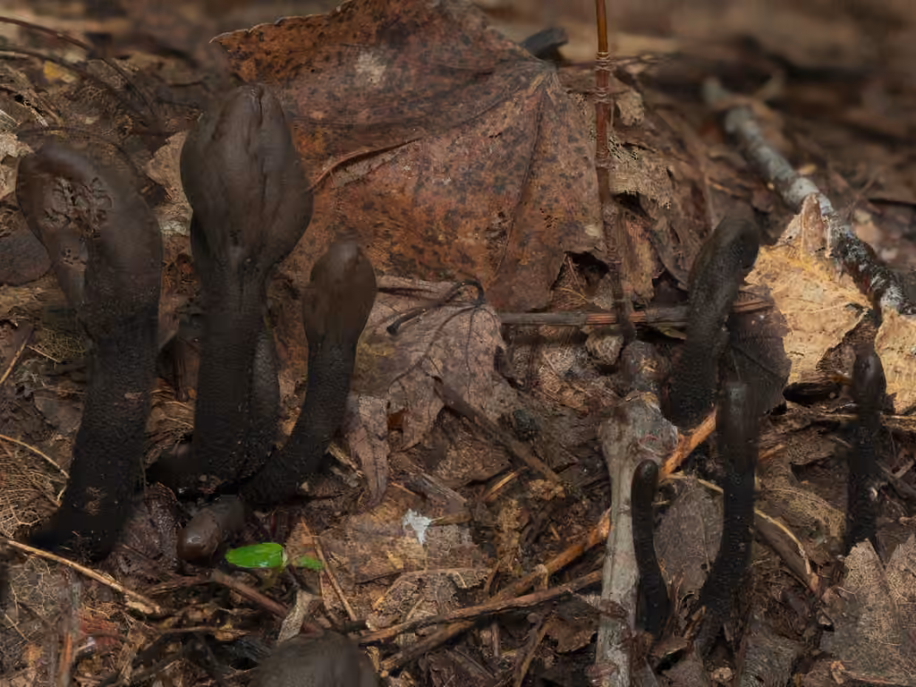 Dark-Purple Earthtongue, photo 3 of 5