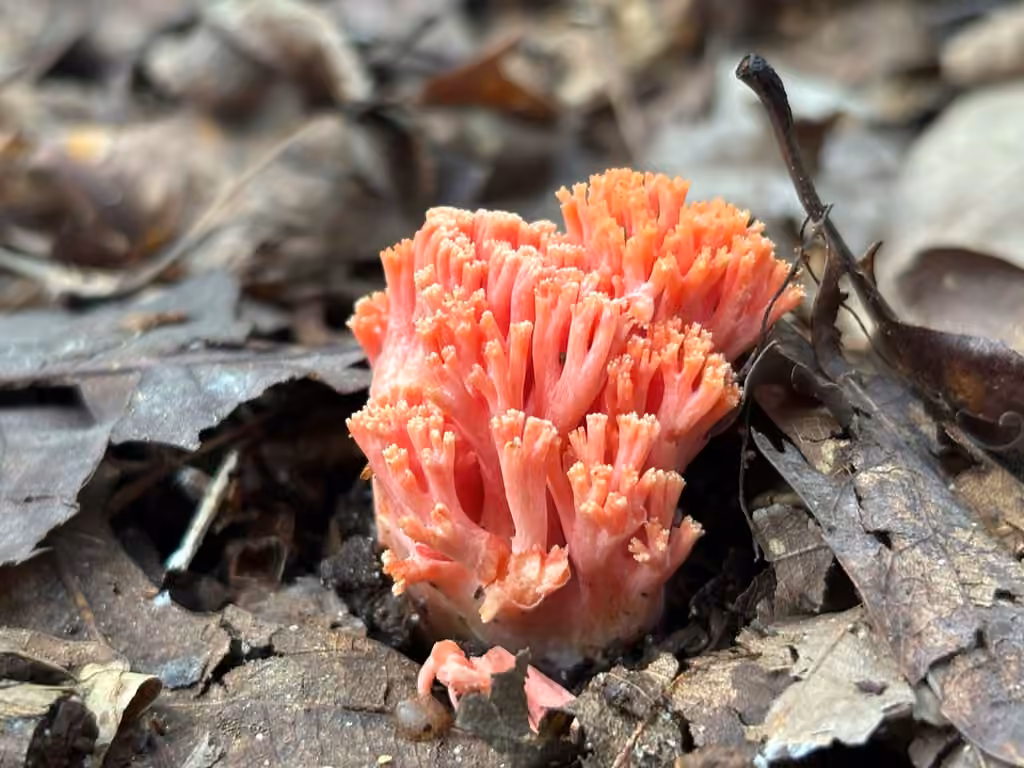 Clavaire rouge corail, photo 3 sur 5