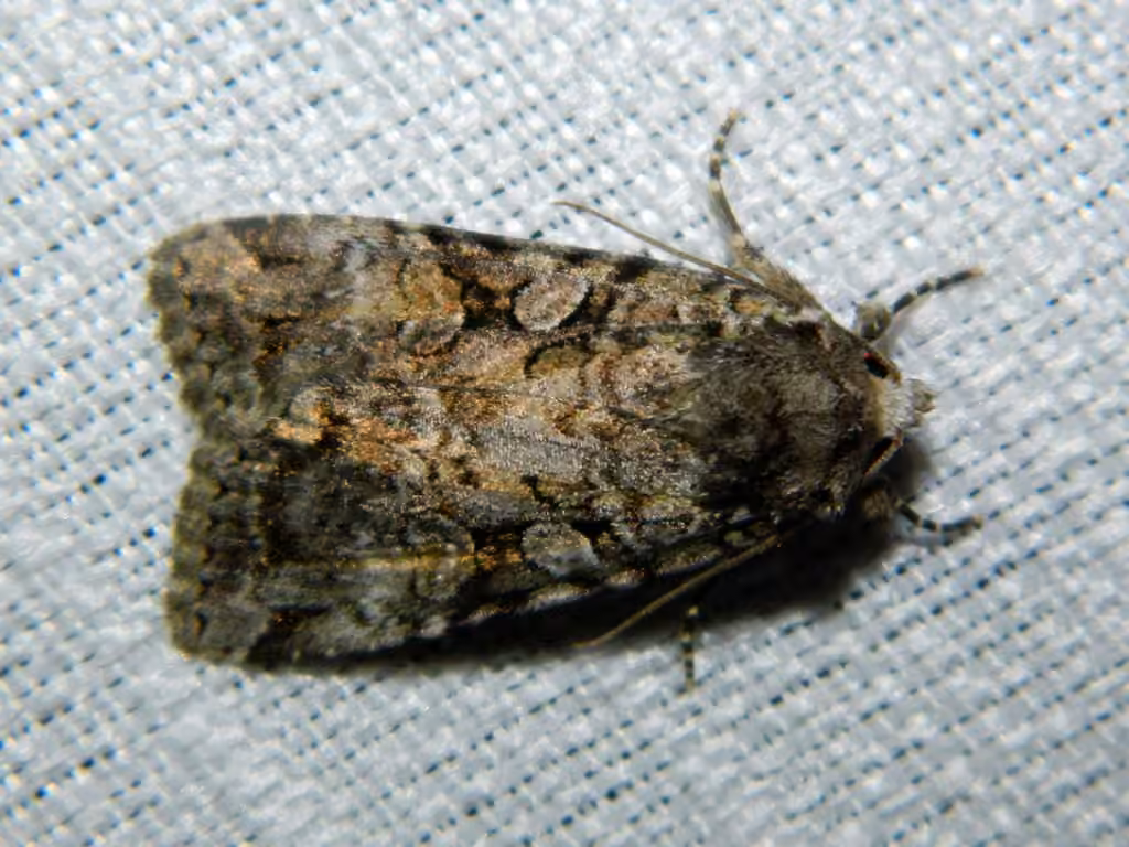 Dappled Dart, Adult