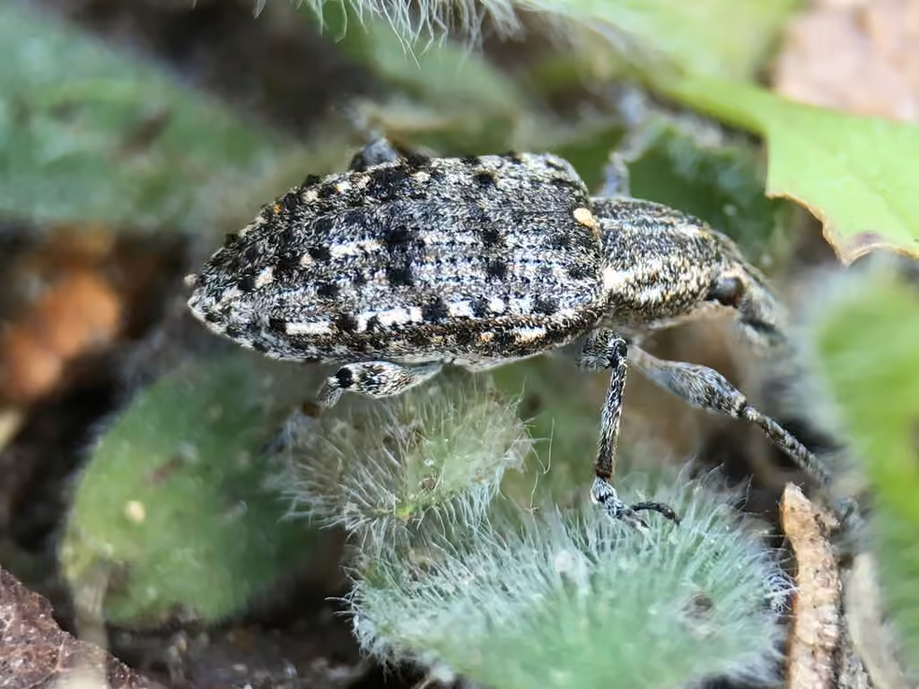 New York Weevil, photo 3 of 5