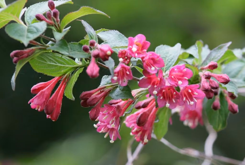 Crimson weigela, photo 3 of 5