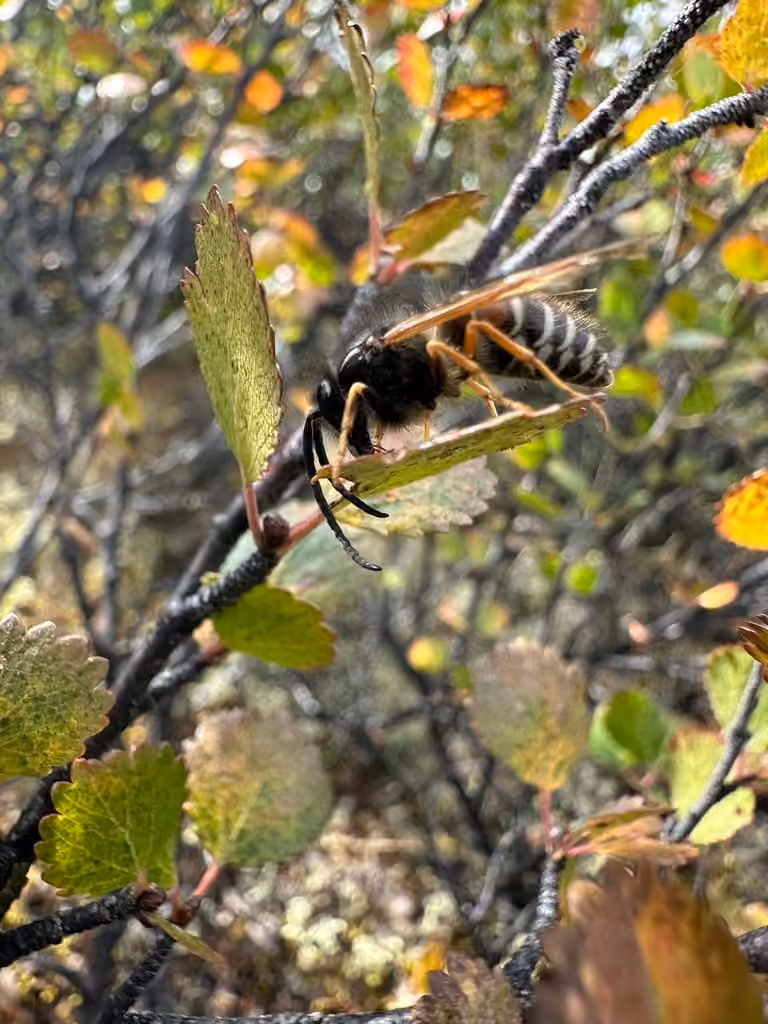 Arctic Yellowjacket, Male