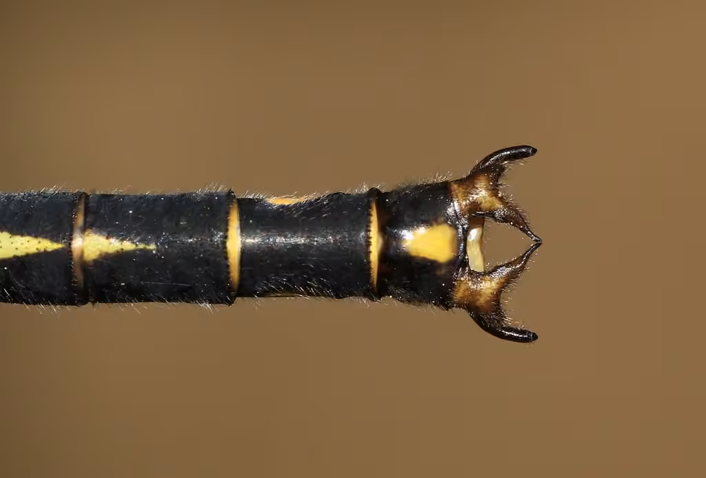 Gomphe Cornu, Mâle
