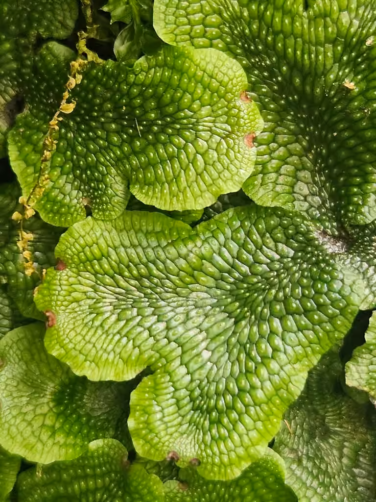 Coprinet peau-de-lézard