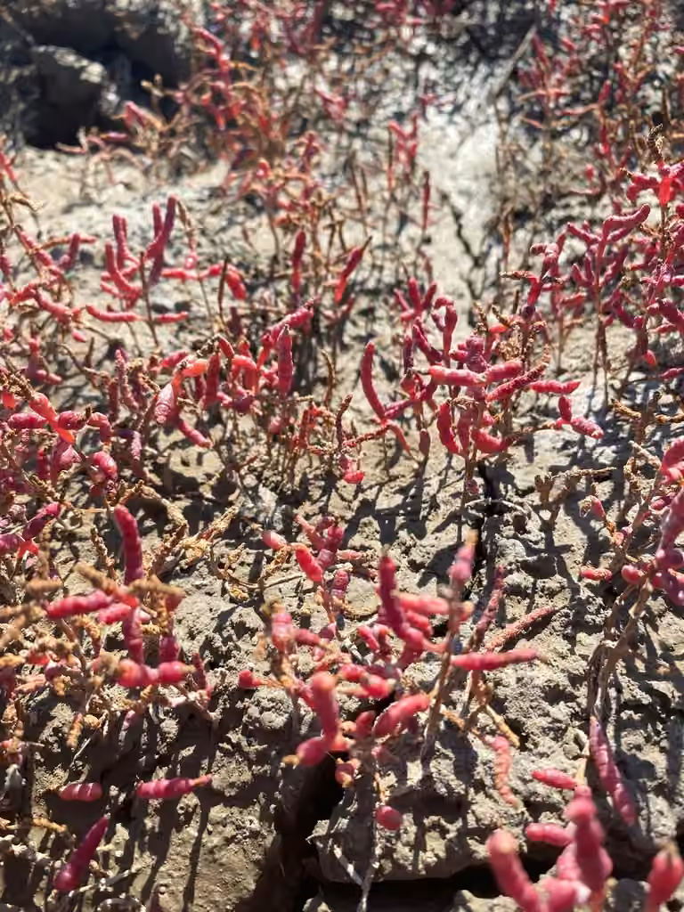 Red saltwort, In flower