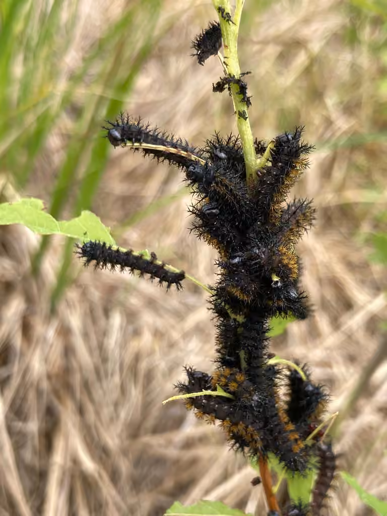 New England Buckmoth, Chenille