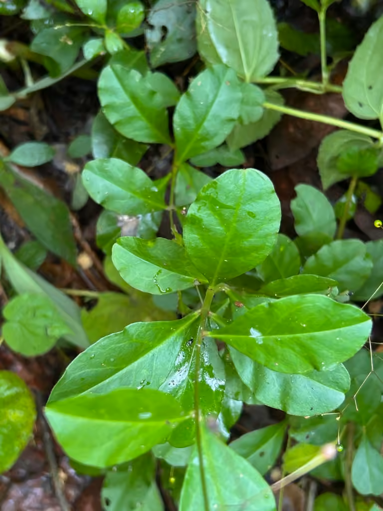 Jewels of Opar, photo 3 of 5