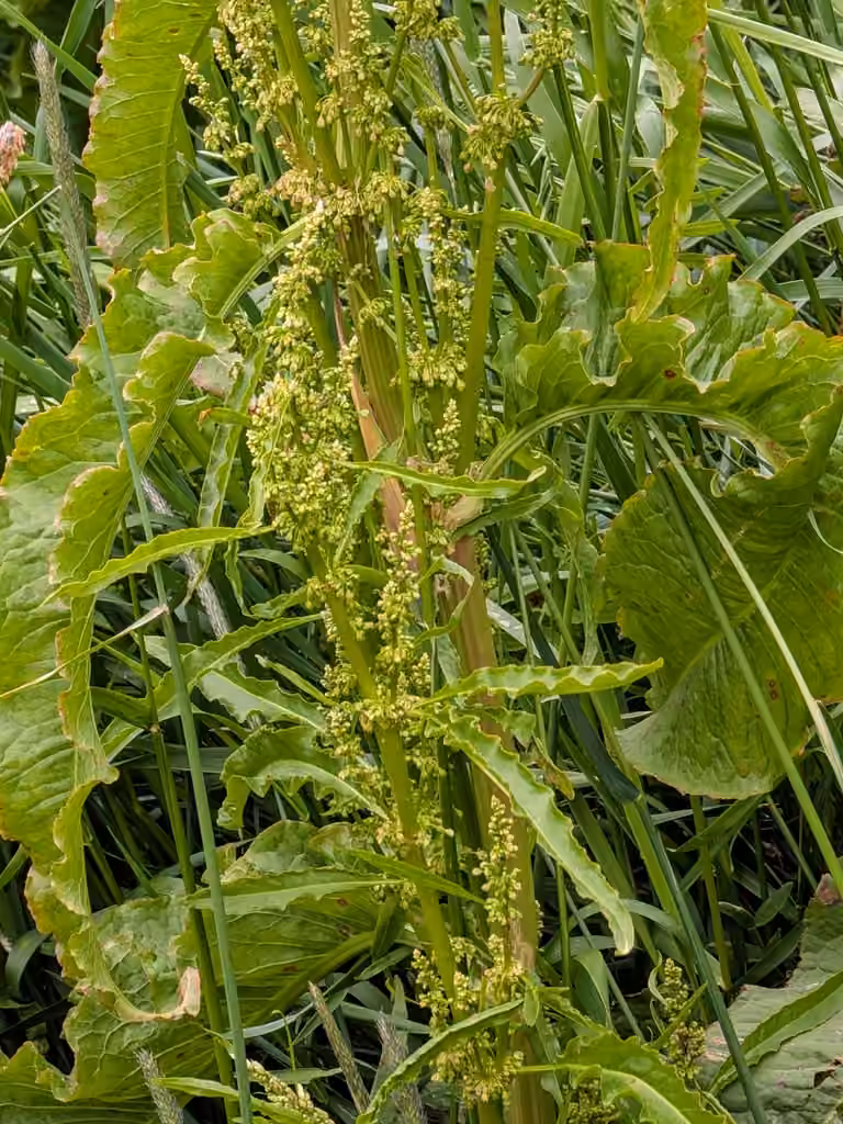 Patience à feuilles longues, En fleurs