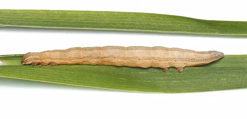 Arpenteuse du trèfle, Chenille