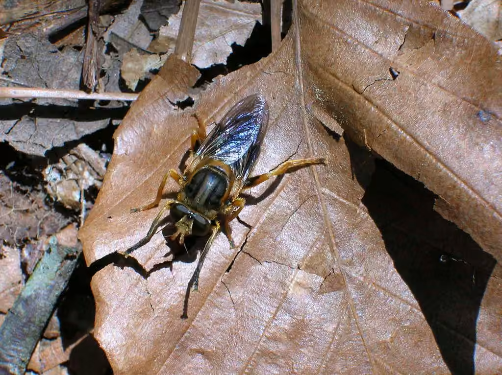 Syrphe ligné, photo 2 sur 5