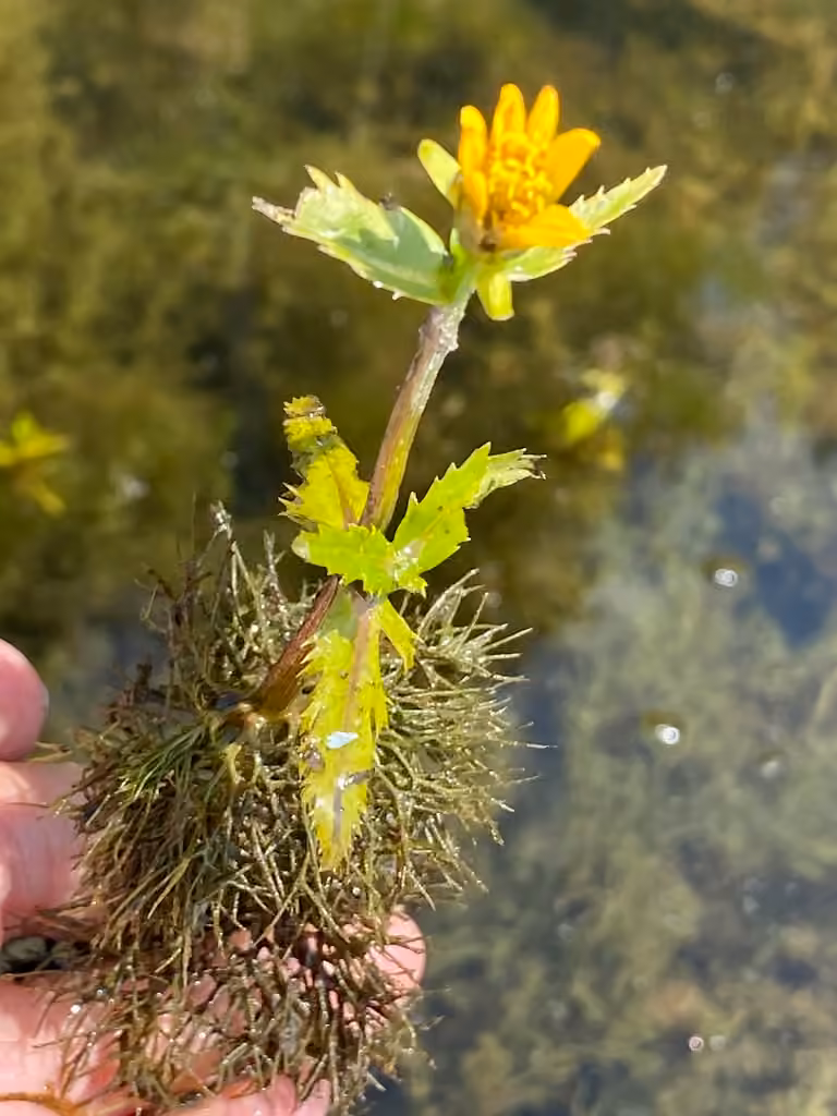 Beck's water-marigold, In flower