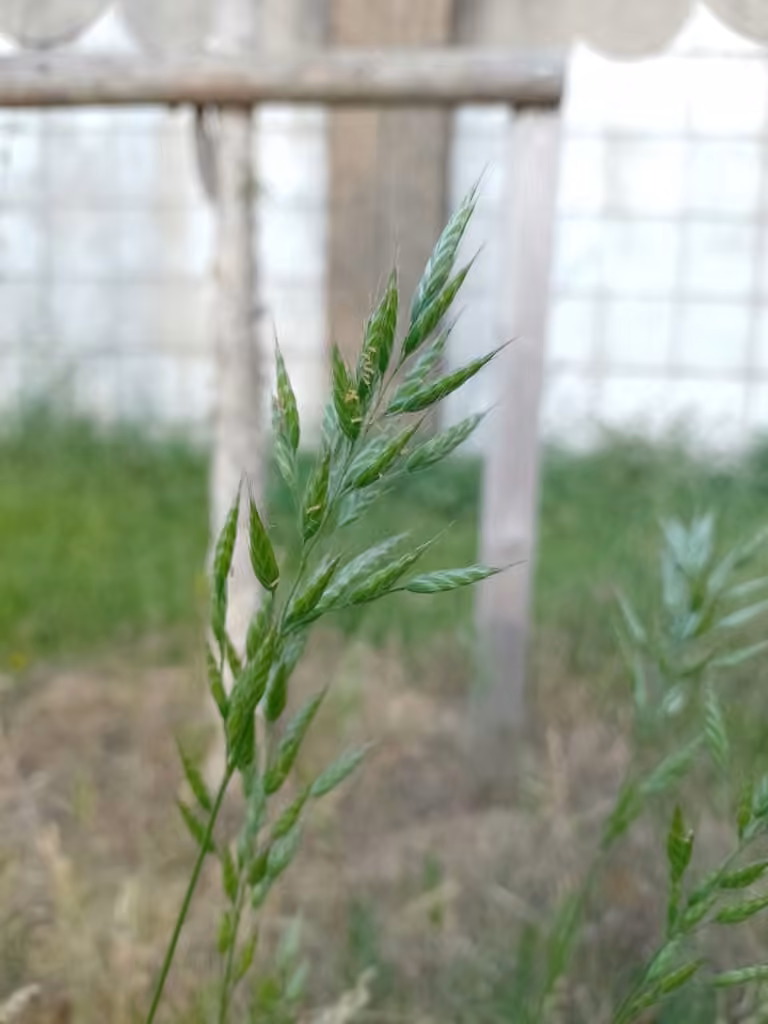 Soft brome, In flower