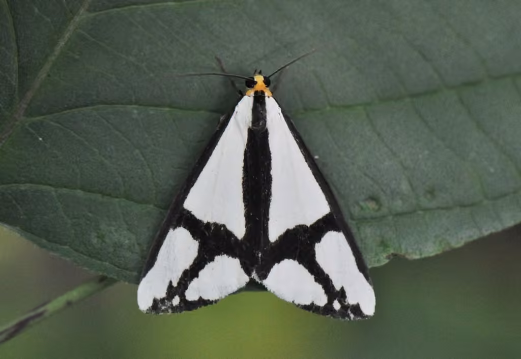 Neighbor Moth, Adulte