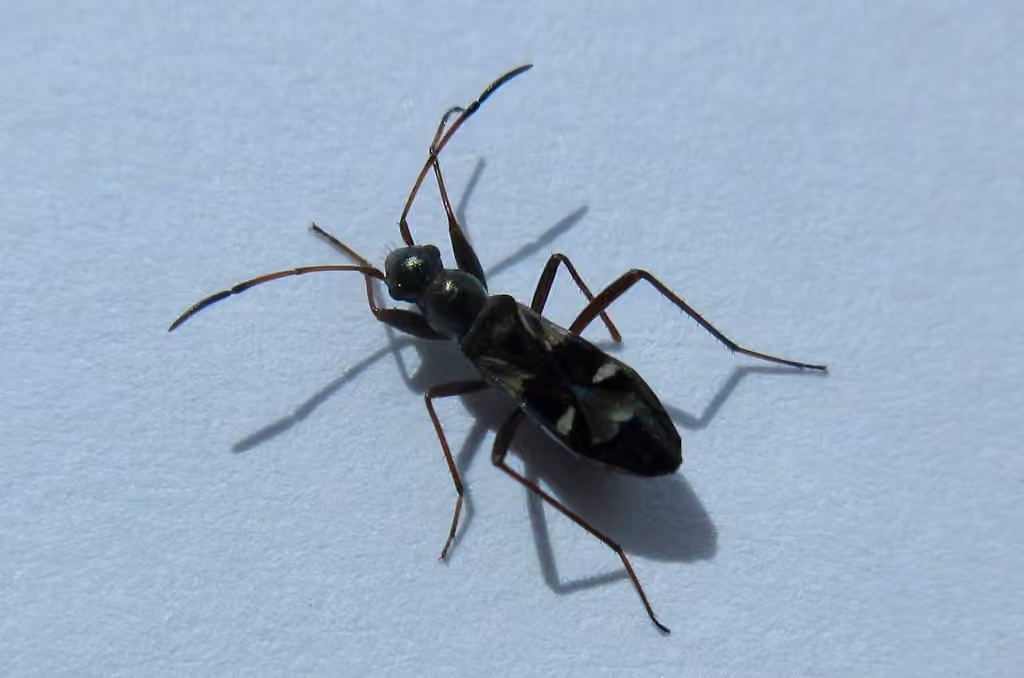 Slaterobius insignis, photo 2 of 5