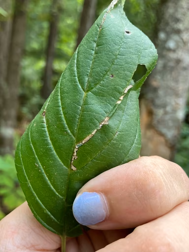 Ancylis brauni, Caterpillar