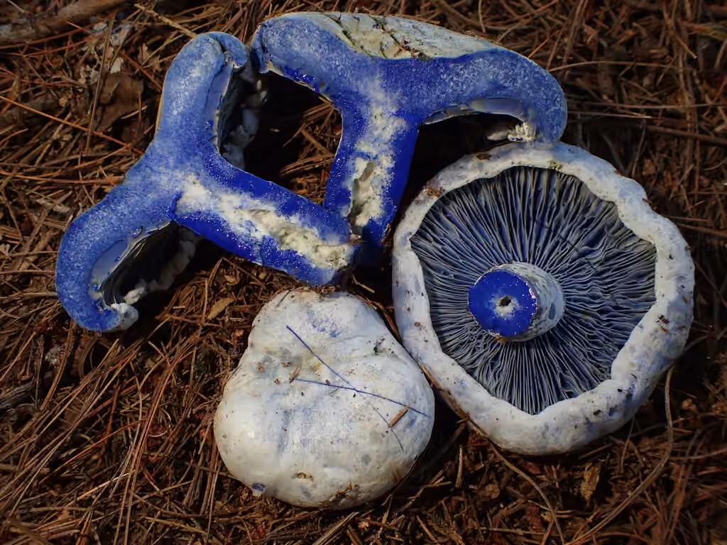 Lactaire indigo, photo 3 sur 5