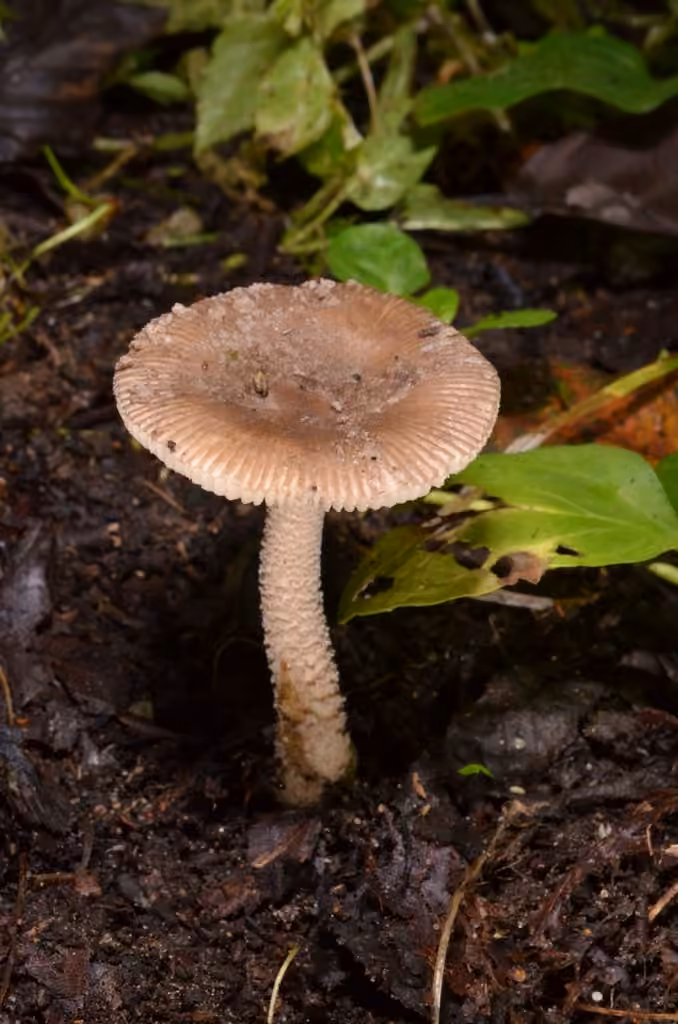 Fragile Amanita, photo 1 of 5