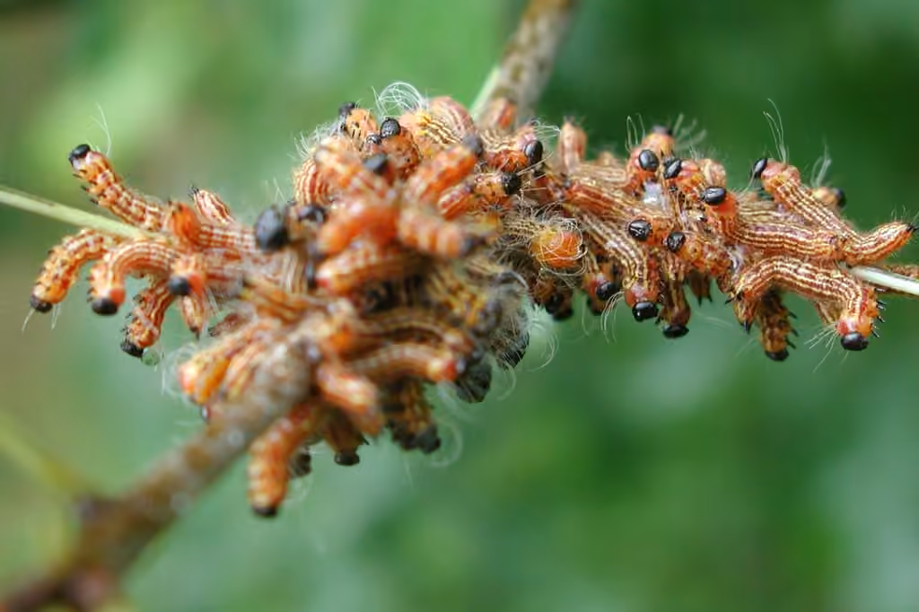 Chenille du noyer, photo 3 sur 5
